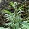 Northern Lights Autoflowering Cannabis-Samen Kaufen