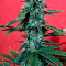 Wedding Cake (Original Sensible Seeds) Cannabis-Samen zu verkaufen