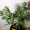 Special Kush #1 (RQS) Cannabis-Samen zu verkaufen