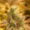 Critical Orange Punch (Dutch Passion) Cannabis-Samen