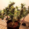 Mexican Airlines Auto (Fast Buds) Cannabis-Samen zu verkaufen