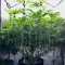 Mimosa EVO (Barney's Farm) Cannabis-Samen zu verkaufen