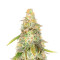 Sour Diesel x OG Kush feminisierte Samen (Seedkeepers)