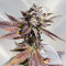 Sour Mac F1 feminisierte Samen (Seedkeepers)