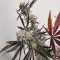 Sour Mac F1 feminisierte Samen (Seedkeepers)