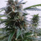 Buddha Magnum Auto (Buddha Seeds) Cannabis-Samen