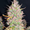 C4 Auto (Fast Buds) Cannabis-Samen