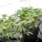 Cherry Pie Auto feminisierte Samen (Royal Queen Seeds)
