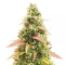 GG#4 Original Glue Auto feminisierte Samen (Fast Buds)