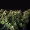 Granddaddy Purple feminisierte Samen (Blimburn Seeds)