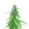 Humboldt Sour Diesel Autoflower feminisierte Samen (Humboldt Seed Company)