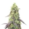 Jelly Donutz Autoflower feminisierte Samen (Humboldt Seed Company)