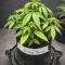 King's Juice Auto (GHS)