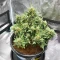 Lemon Jack Autoflower feminisierte Samen (Seedkeepers)