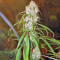 Malawi (Ace Seeds) Cannabis-Samen