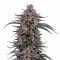 Mango Cherry Runtz Auto (Fast Buds)