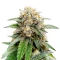 Papaya Sherbet feminisierte Samen (Fast Buds)