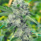 Pure Kush (Original Sensible Seeds) Cannabis-Samen