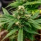 Tease Auto (Dr. Krippling Seeds) Cannabis-Samen