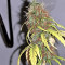 White Widow (Seedstockers) Cannabis-Samen