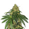 Sugar Breath (Humboldt Seeds Organization) Cannabis-Samen