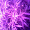 Ultraviolet Auto (Samsara Seeds) Cannabis-Samen