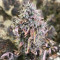 Original Auto Chemdawg (Fast Buds) Cannabis-Samen