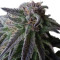 Special Queen #1 (RQS) Cannabis-Samen