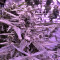 60 Day Lemon Autoflower (DNA Genetics) Cannabis-Samen