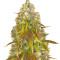 818 Headband
