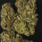 Original Auto Chemdawg (Fast Buds) Cannabis-Samen