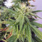 BCN Power Plant (Seedstockers) Cannabis-Samen