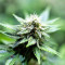 Black Destroyer (Original Sensible Seeds) Cannabis-Samen