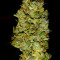 Blue Cheese (Big Buddha Seeds) Cannabis-Samen