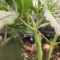 CBD Blue Shark (Barney's Farm) Cannabis-Samen