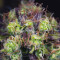 Dinamed CBD (Dinafem Seeds) Cannabis-Samen