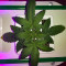 Dr. Grinspoon (Barney's Farm) Cannabis-Samen