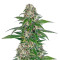 Early Skunk Automatic (Sensi Seeds) Cannabis-Samen
