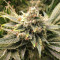 Kosher Sorbet (DNA Genetics) Cannabis-Samen