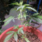 Lemonberry Haze Auto (Original Sensible Seeds) Cannabis-Samen