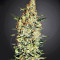 Neville's Haze Regular (Mr. Nice Seedbank) Cannabis-Samen