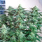 Original Bruce Banner regular (Dark Horse Genetics) Cannabis-Samen