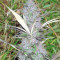 Panama regular (Ace Seeds) Cannabis-Samen