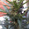 Pineapple Express (G13 Labs) Cannabis-Samen