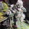 Ripper badazz (Ripper Seeds) Cannabis-Samen