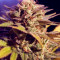 Silver Bubble Regular (Reserva Privada) Cannabis-Samen