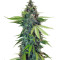 Sticky Fingers Autoflower (Seedstockers) Cannabis-Samen