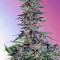 Sweet Pure Auto CBD (Sweet Seeds) Cannabis-Samen