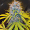 Toxic (Ripper Seeds) Cannabis-Samen