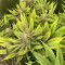 Caramelo (Delicious Seeds)